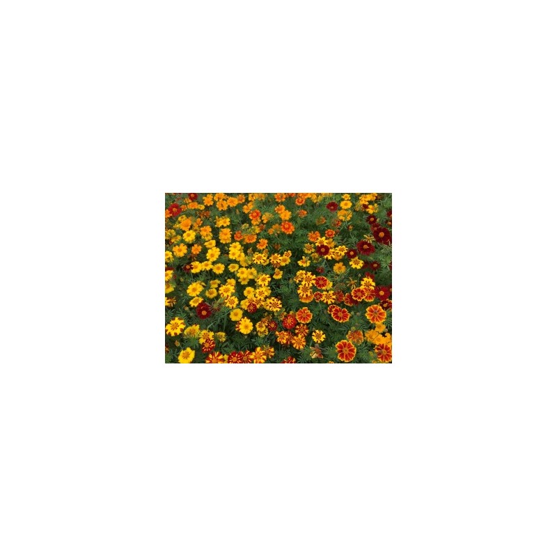 Tagetes patula