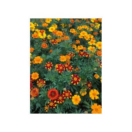Tagetes patula