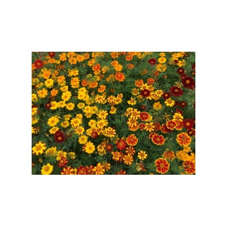 Tagetes patula