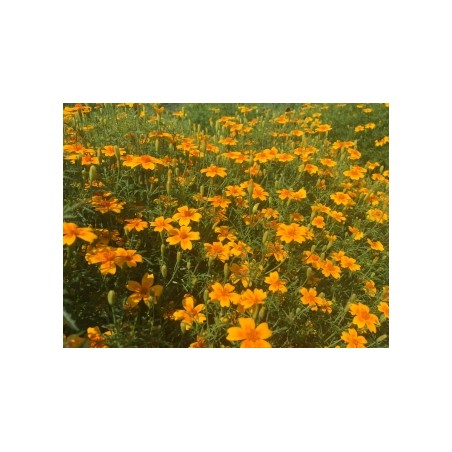 Tagetes tenuifolia