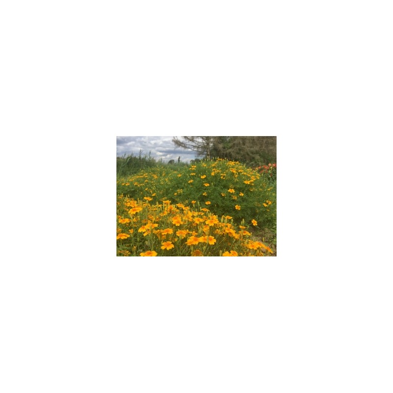 Tagetes tenuifolia