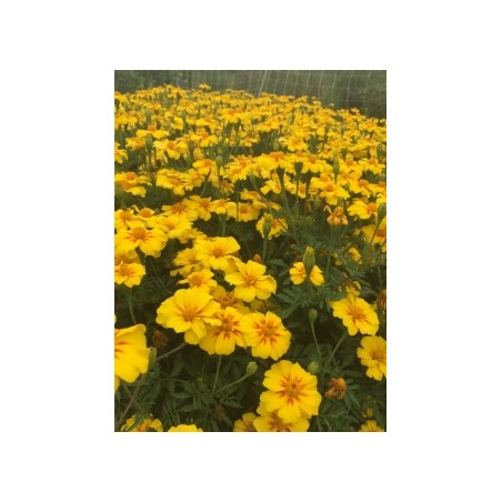 Tagetes patula