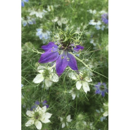 Nigella damascena