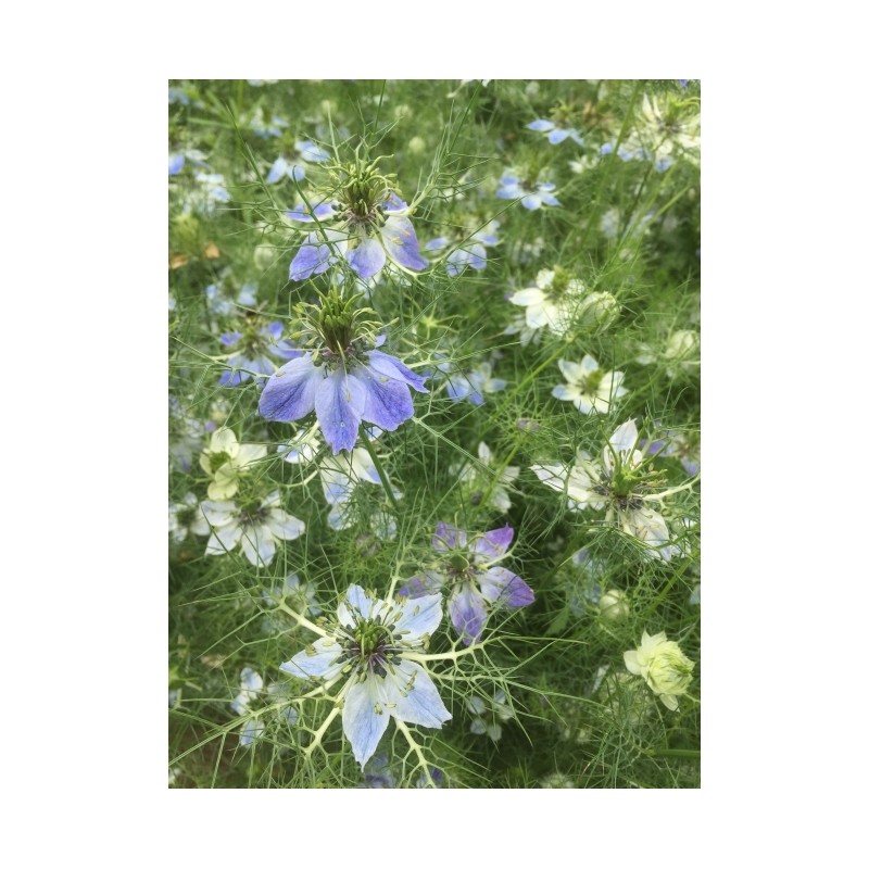 Nigella damascena