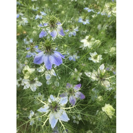 Nigella damascena