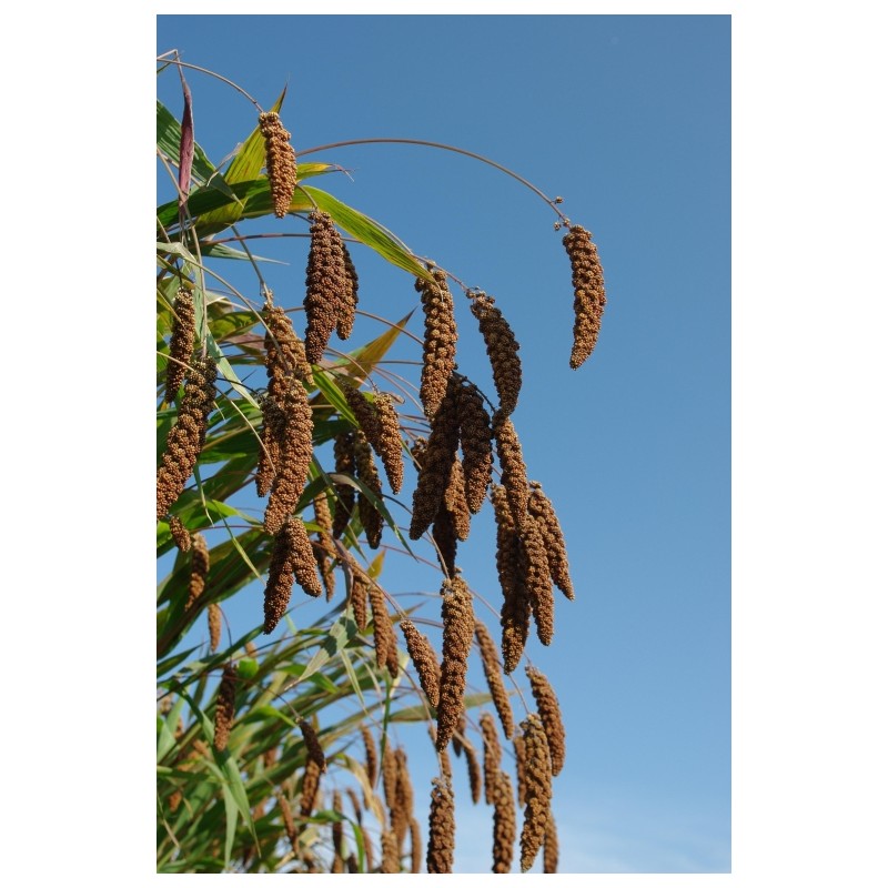 Setaria italica
