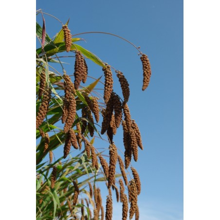 Setaria italica