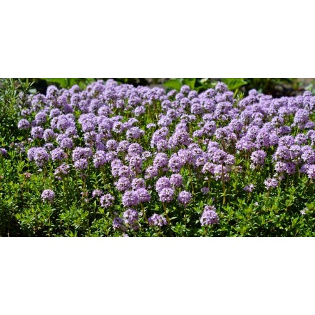 Feld-Thymian - Thymus serpyllum