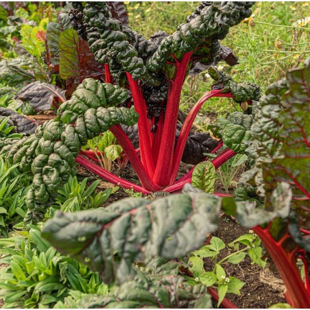 Mangold - Beta vulgaris