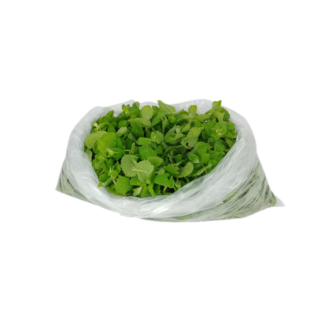 Apfel-Minze - Mentha suaveolens