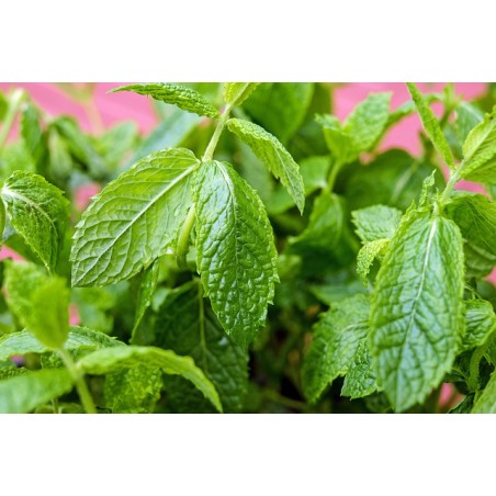 Englische Minze - Mentha spicata