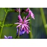 Kuckucks-Lichtnelke Silene flos-cuculi Rosa Stern der Feuchtwiese – Heimische Wildpflanze | Gärtnerei Hüskes