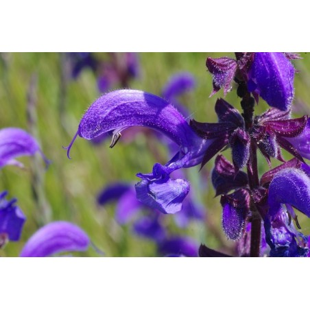 Wiesensalbei, Salvia pratensis