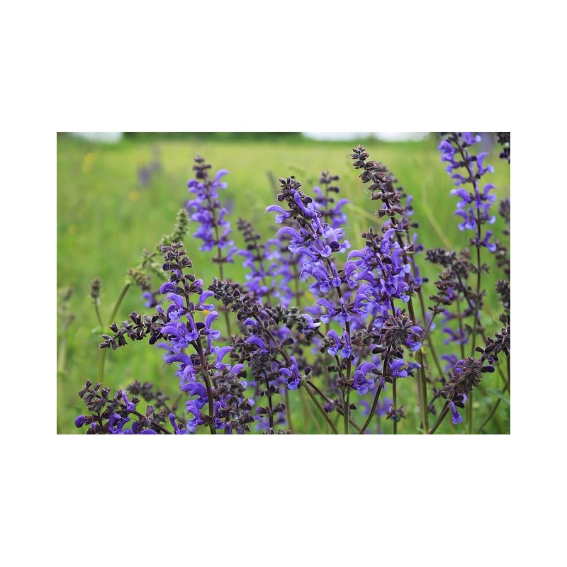 Salvia pratensis