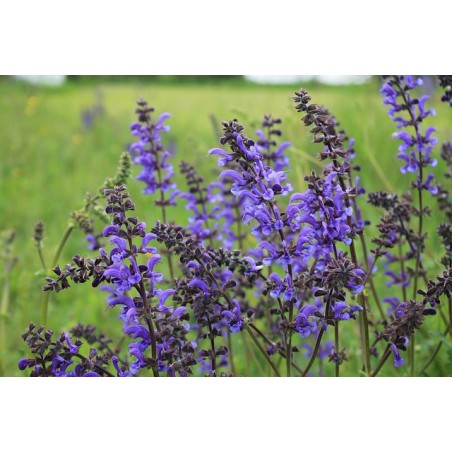 Salvia pratensis