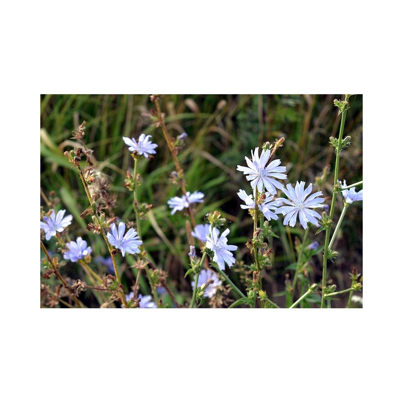 Cichorium intybus