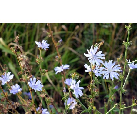 Cichorium intybus