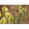 Linaria vulgaris Echtes Leinkraut - heimische Wildstaude (Produktfoto)