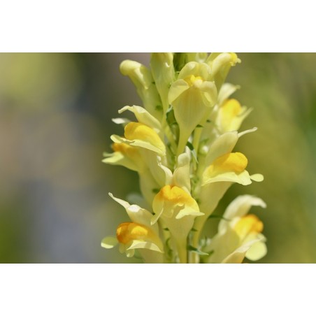 Linaria vulgaris