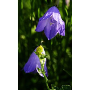 Acker-Glockenblume, (Campanula rapunculoides) – Wildstaude (Produktfoto)