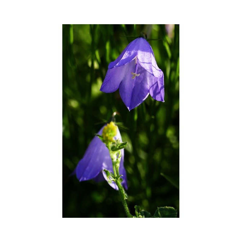 Acker-Glockenblume, (Campanula rapunculoides) – Wildstaude (Produktfoto)