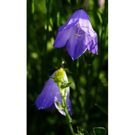 Acker-Glockenblume, (Campanula rapunculoides) – Wildstaude (Produktfoto)