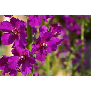 Violette Königskerze Verbascum phoeniceum
