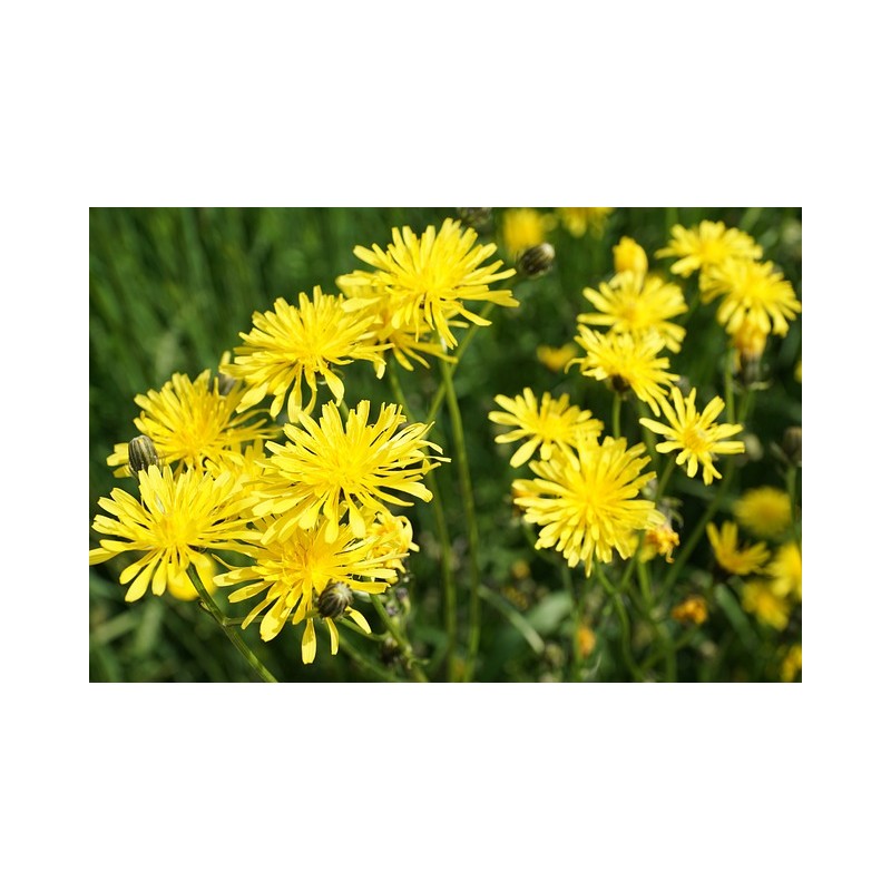 Wiesen Pippau – Wildstaude (Produktfoto)