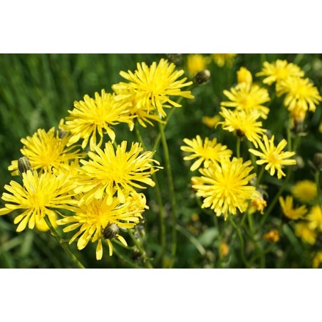 Wiesen Pippau – Wildstaude (Produktfoto)