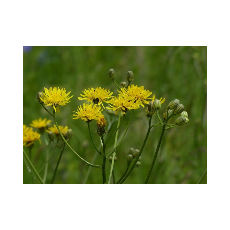 Wiesen Pippau – Wildstaude (Produktfoto)