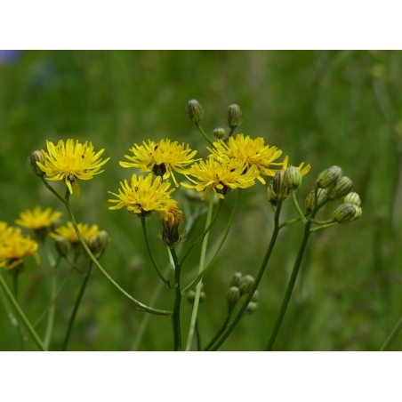 Wiesen Pippau – Wildstaude (Produktfoto)