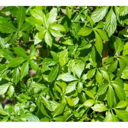 Gynostemma pentaphyllum