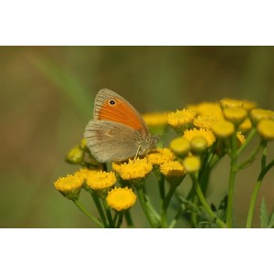 Rainfarn Wurmkraut Tanacetum vulgare
