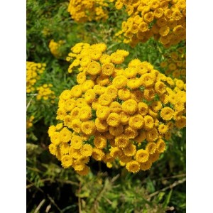 Tanacetum vulgare