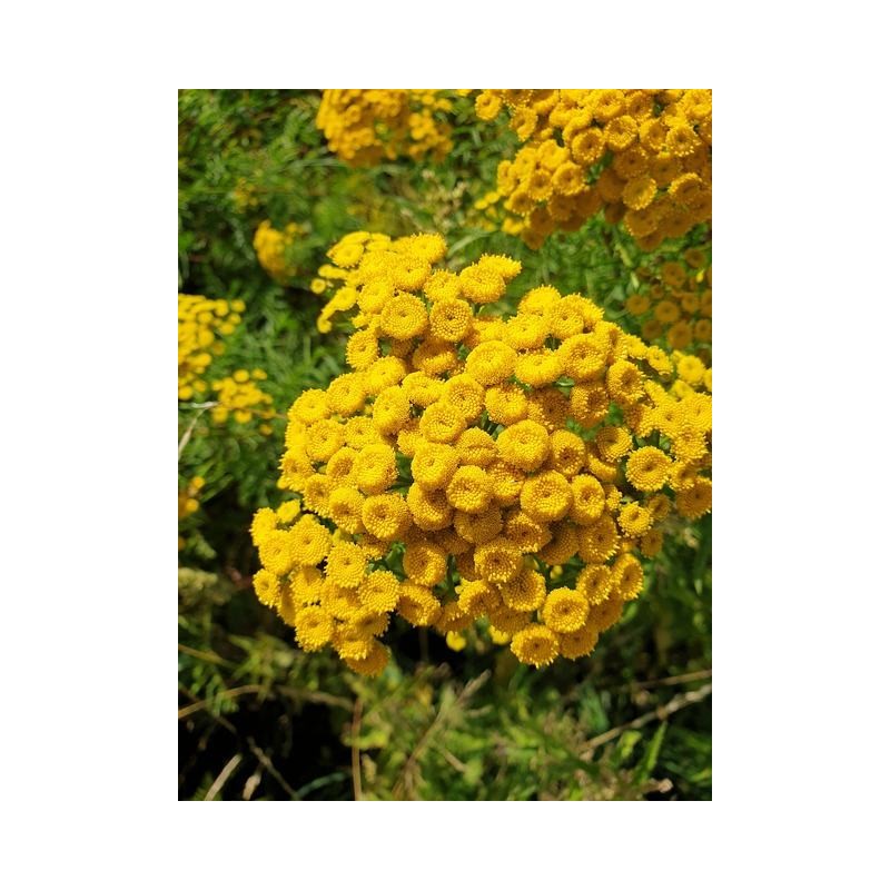 Rainfarn Wurmkraut Tanacetum vulgare