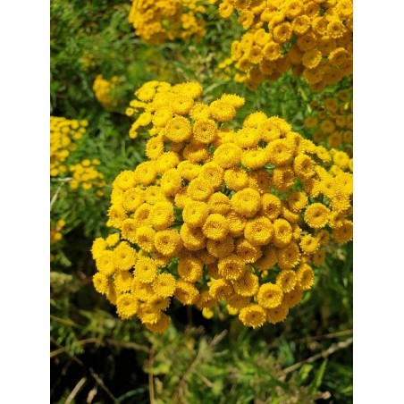 Tanacetum vulgare