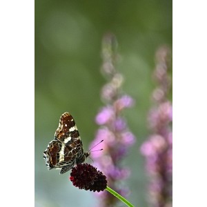 Sanguisorba officinalis