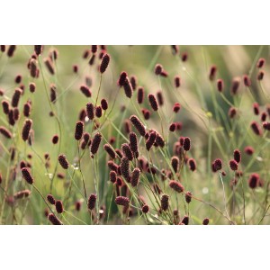 Sanguisorba officinalis