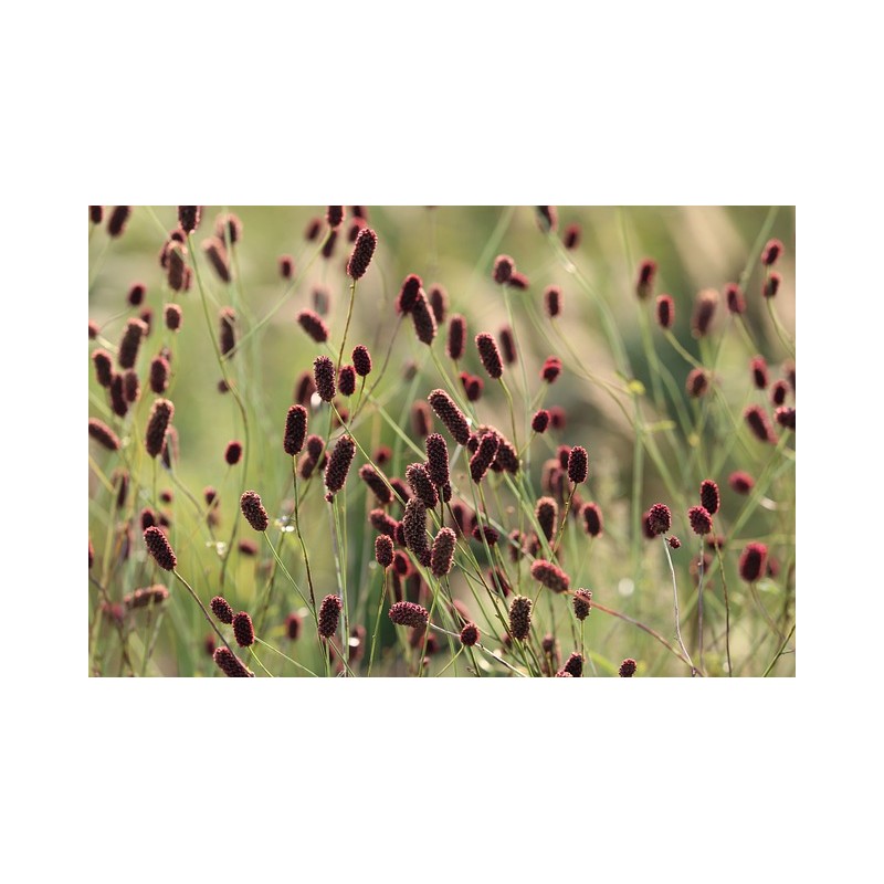 Sanguisorba officinalis