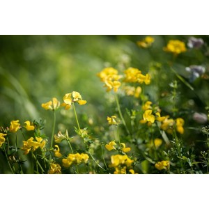 Lotus corniculatus