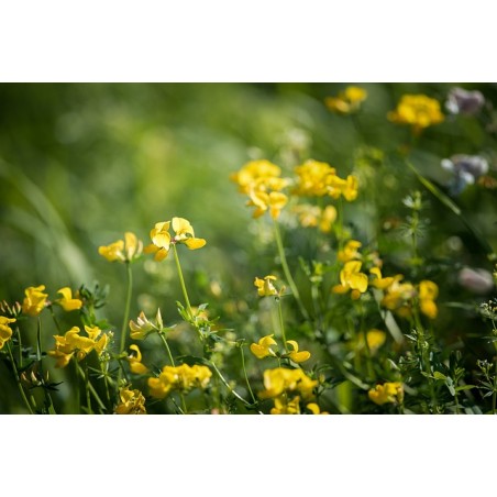 Gewöhnlicher Hornklee Lotus corniculatus