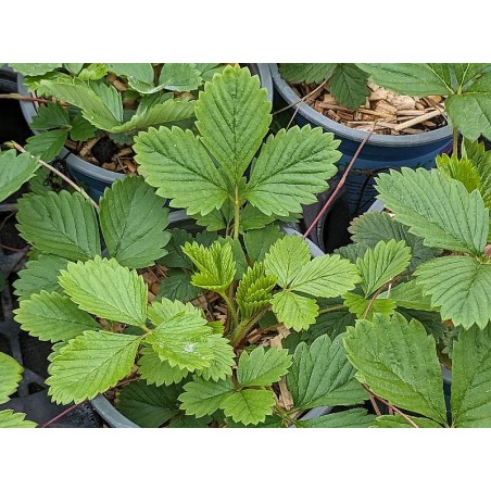 Wald-Erdbeere Fragaria vesca var. vesca