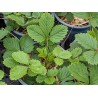 Wald-Erdbeere Fragaria vesca var. vesca - heimische Wildstaude ( Produktfoto)