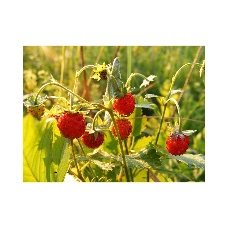 Wald-Erdbeere Fragaria vesca var. vesca