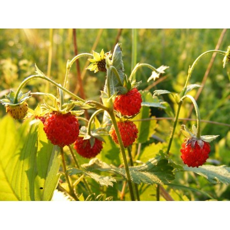 Fragaria vesca var. vesca