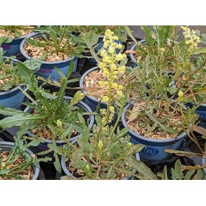 Gelbe Resede Gelber Wau Reseda lutea