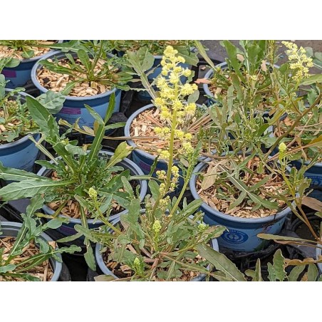 Gelbe Resede Gelber Wau Reseda lutea