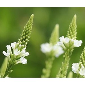 Echtes Eisenkraut, Verbena officinalis