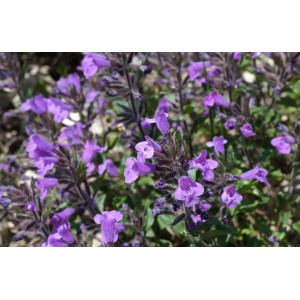 Alpen-Steinquendel (Acinos alpinus) – Pflanze (Produktfoto)