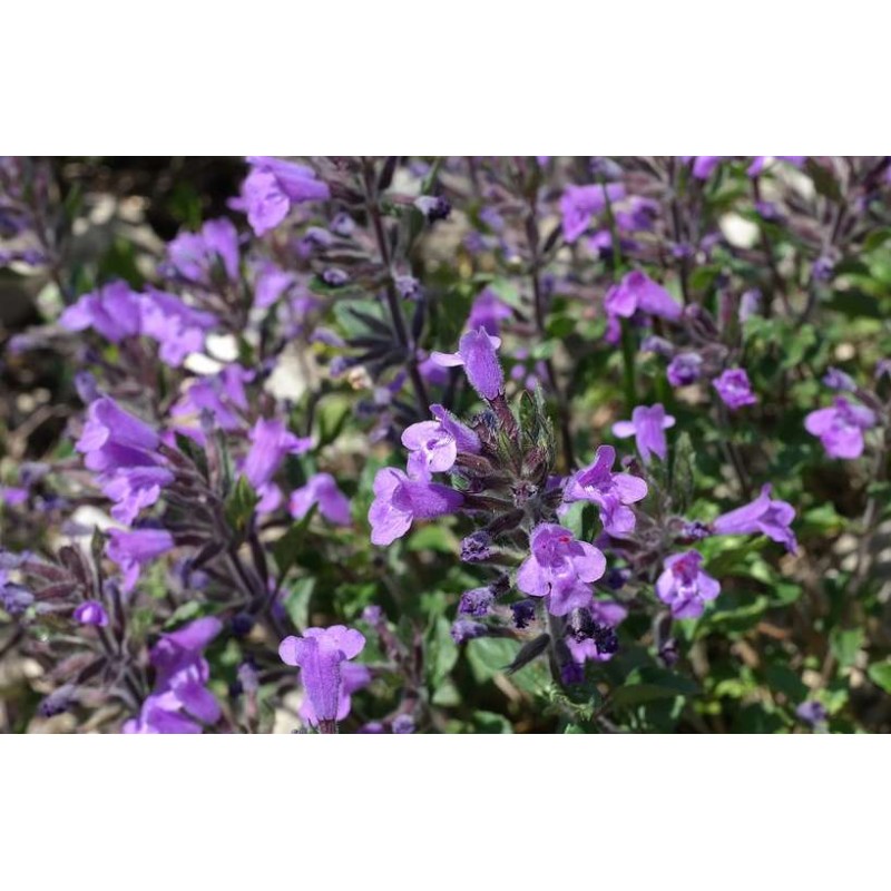 Steinquendel, Acinos arvensis – Pflanze (Produktfoto)
